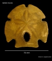 Echinodermata (echinoderms)