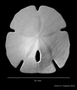 Encope michelini, aboral view of denuded test