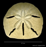 Mellita notabilis, aboral view of denuded test