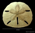 Echinodermata (echinoderms)