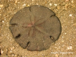 Mellitella stokesii, aboral view (anterior to right)