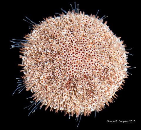 Toxopneustes roseus, aboral view Toxopneustes roseus, aboral view