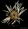 Echinodermata (echinoderms)