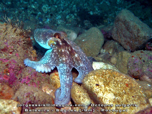 Octopus vulgaris