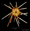 Echinodermata (echinoderms)