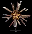 Echinodermata (echinoderms)