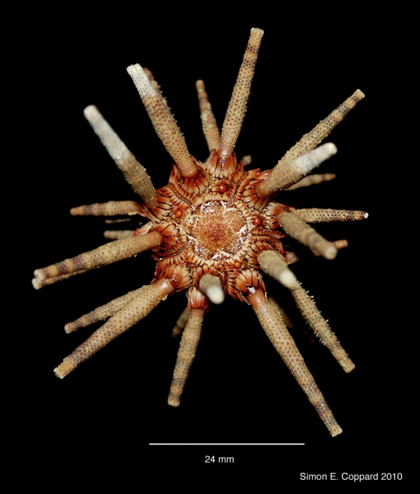 Eucidaris tribuloides, aboral view Eucidaris tribuloides, aboral view