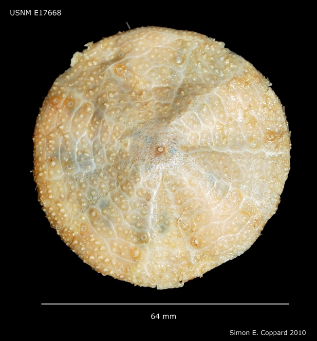 Phormosoma placenta, aboral view of naked test