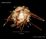 Caenopedina indica, aboral view