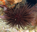 Echinodermata (echinoderms)