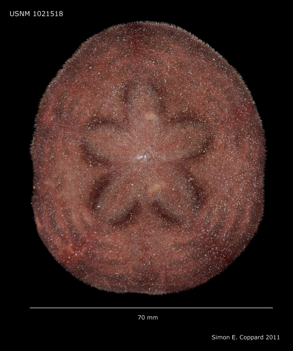 Clypeaster rotundus, aboral view Clypeaster rotundus, aboral view