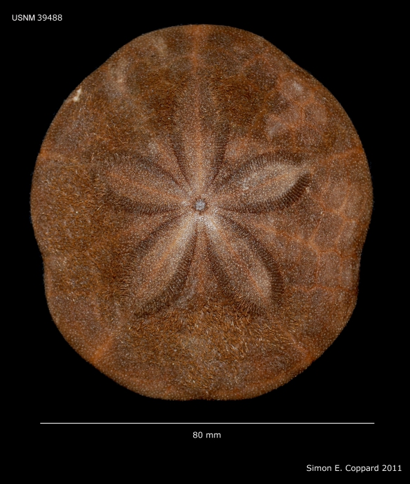 Clypeaster ochrus, aboral view Clypeaster ochrus, aboral view