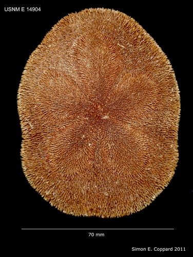 Clypeaster rosaceus, aboral view