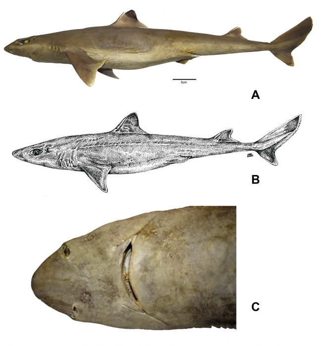 Squalus clarkae sp. nov Squalus clarkae sp. nov