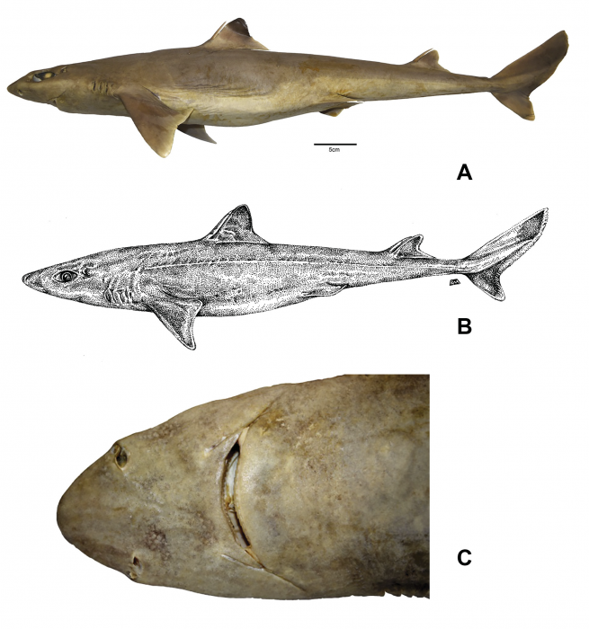 Squalus clarkae sp. nov