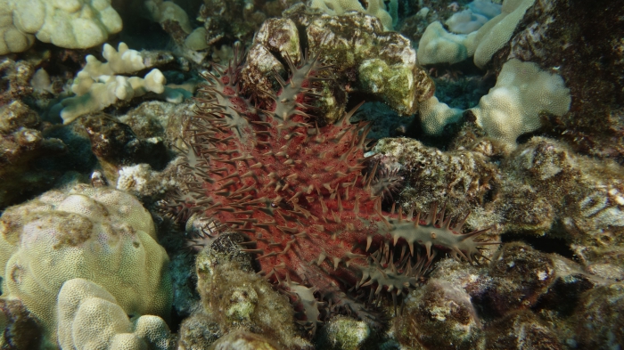 Acanthaster planci Crown of Thorns SeaStar DMS Acanthaster planci Crown of Thorns SeaStar DMS