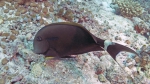 Acanthurus nigricauda Eye stripeSurgeonfish1 DMS