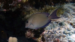 Acanthurus nigrofuscus BrownSurgeonfish DMS