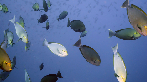 Acanthurus xanthopterus YellowfinSurgeonfish3 DMS