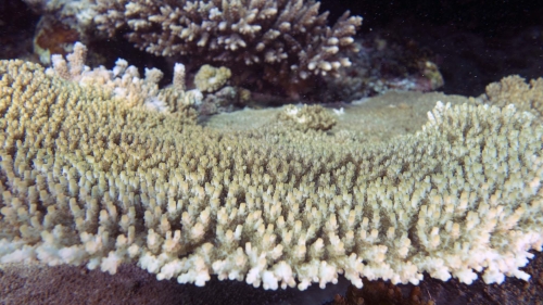 Acropora aculeus DMS