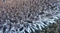 Acropora acuminata closeUp DMS