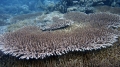 Acropora acuminata DMS