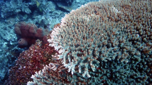 Acropora anthocercis closeUp DMS