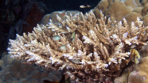 Acropora cerealis DMS