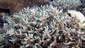 Acropora cerealis1 DMS