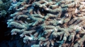 Acropora clathrata closeUp DMS