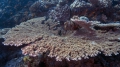 Acropora clathrata LatticeCoral DMS