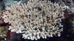 Acropora convexa DMS