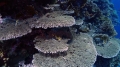 Acropora cytherea DMS