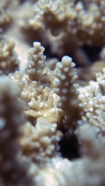 Acropora donei closeup DMS