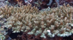 Acropora granulosa DMS