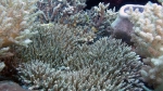 Acropora jacquelineae DMS