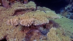 Acropora lamarcki DMS