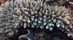 Acropora lamarcki unusualForm DMS