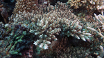 Acropora lamarcki1 unusualForm DMS