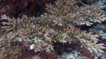 Acropora loripes DMS