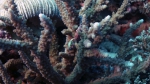 Acropora lutkeni1 DMS