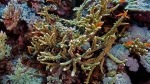 Acropora microphthalma Staghorn coral DMS