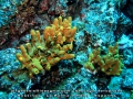 Porifera (sponges)