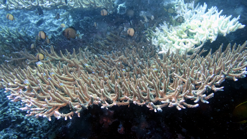 Acropora valenciennesi3 DMS