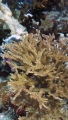 Anthozoa