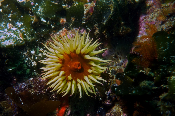 Actinia equina Beadlet anemone1 DMS