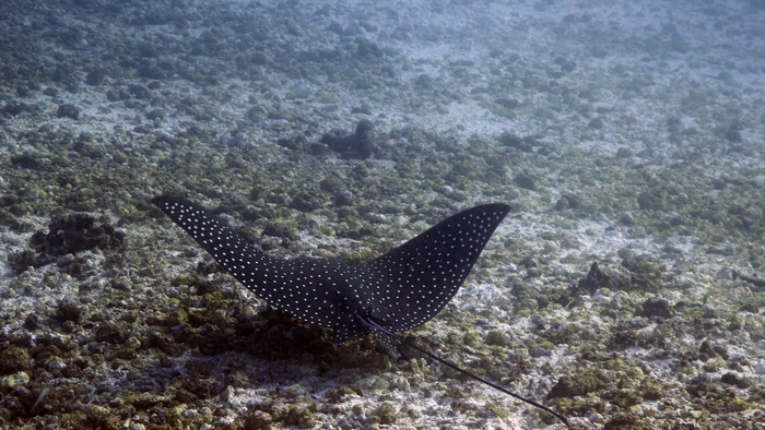 Aetobatus narinari SpottedEagleRay1 DMS Aetobatus narinari SpottedEagleRay1 DMS
