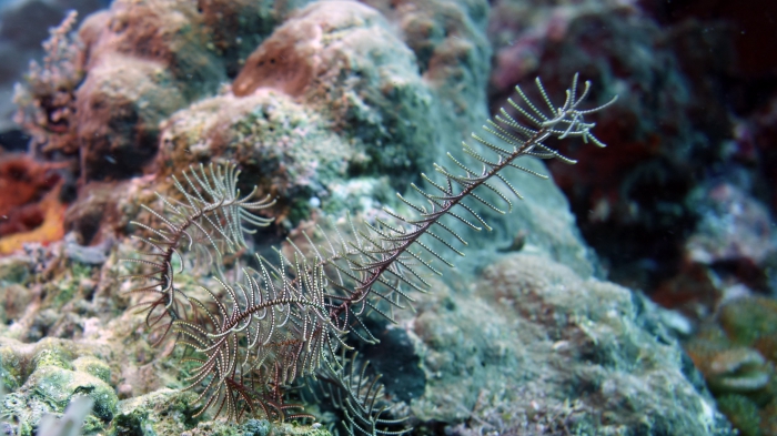 Aglaophenia sp DMS Aglaophenia sp DMS