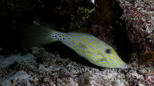 Aluterus scriptus ScribbledFilefish DMS