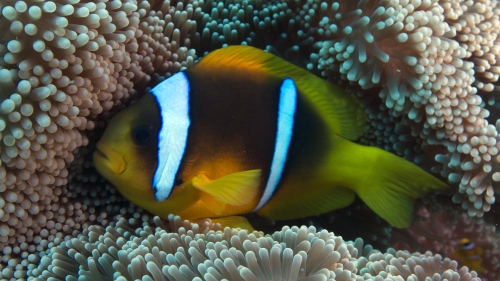 Amphiprion bicinctus Red sea anemonefish2 DMS